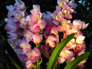 Картинка цветы орхидеи