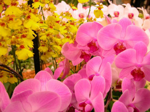 Картинка цветы орхидеи