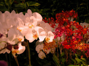 Картинка цветы орхидеи