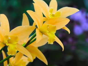 Картинка цветы орхидеи