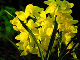 Картинка цветы орхидеи