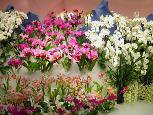 Картинка цветы орхидеи