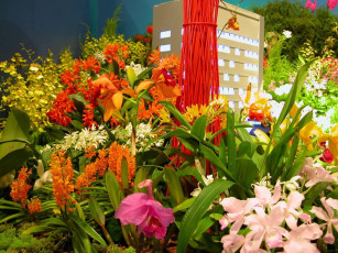 Картинка цветы орхидеи