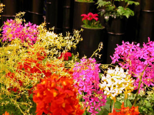 Картинка цветы орхидеи