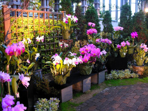 Картинка цветы орхидеи