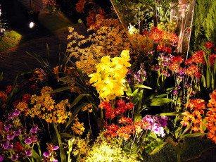 Картинка цветы орхидеи