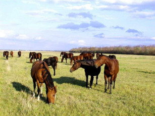Картинка животные лошади