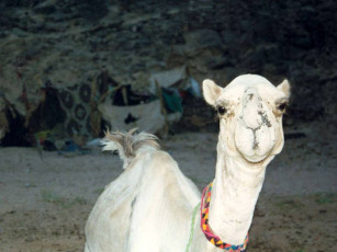 Картинка животные верблюды