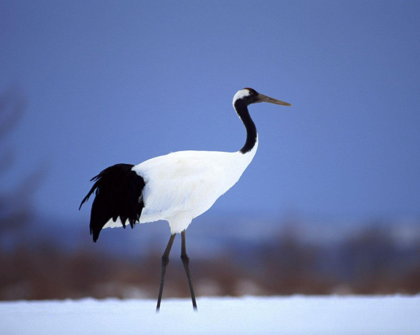 Обои картинки фото животные, журавли