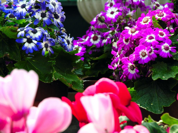 Обои картинки фото цветы, цинерария