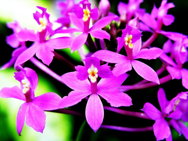 Обои картинки фото цветы, орхидеи