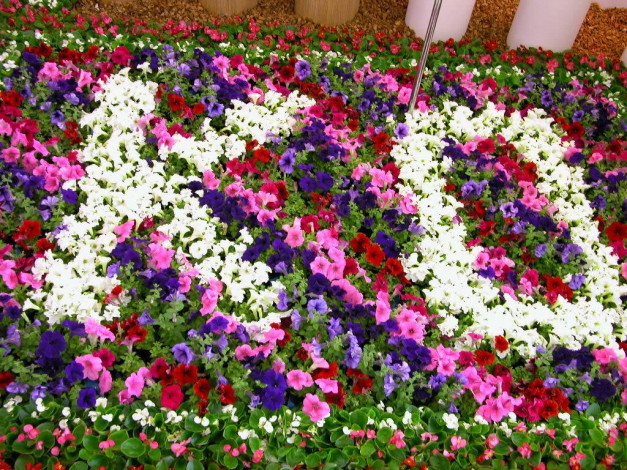 Обои картинки фото цветы, разные, вместе