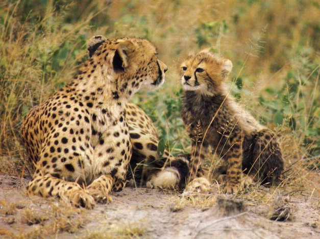 Обои картинки фото животные, гепарды