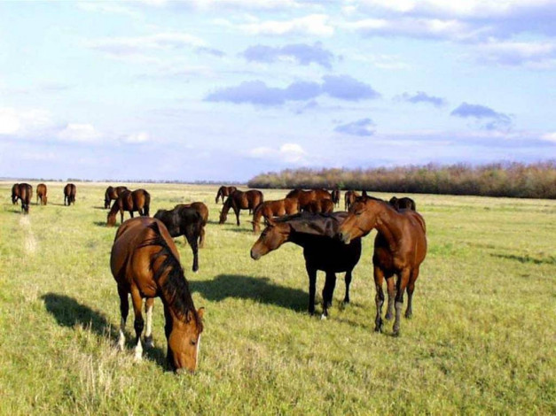 Обои картинки фото животные, лошади