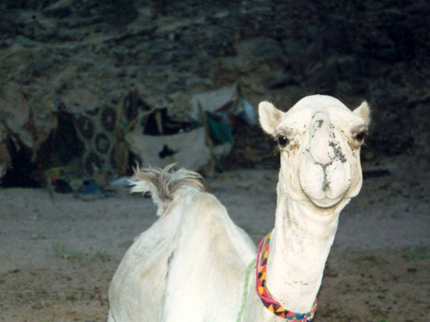 Обои картинки фото животные, верблюды