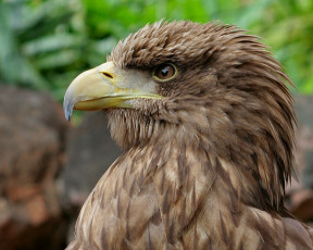 Картинка животные птицы хищники