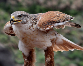 Картинка животные птицы хищники