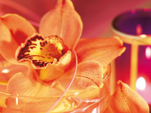 Картинка цветы орхидеи