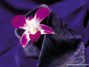 Картинка цветы орхидеи