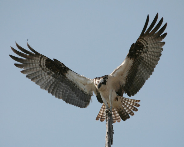 Обои картинки фото животные, птицы, хищники