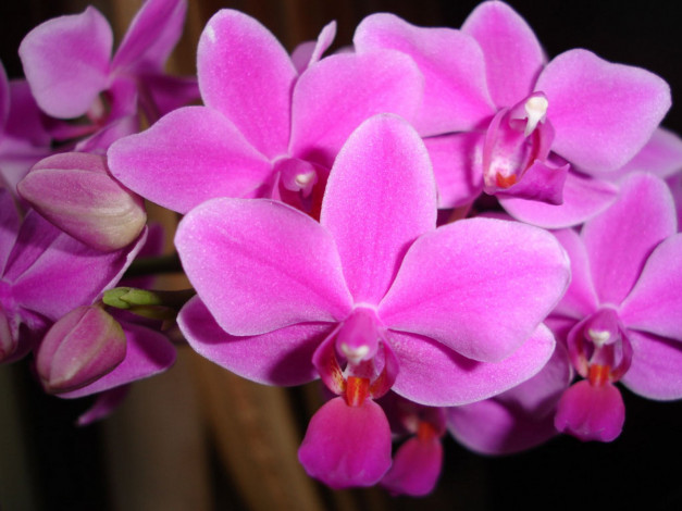 Обои картинки фото цветы, орхидеи