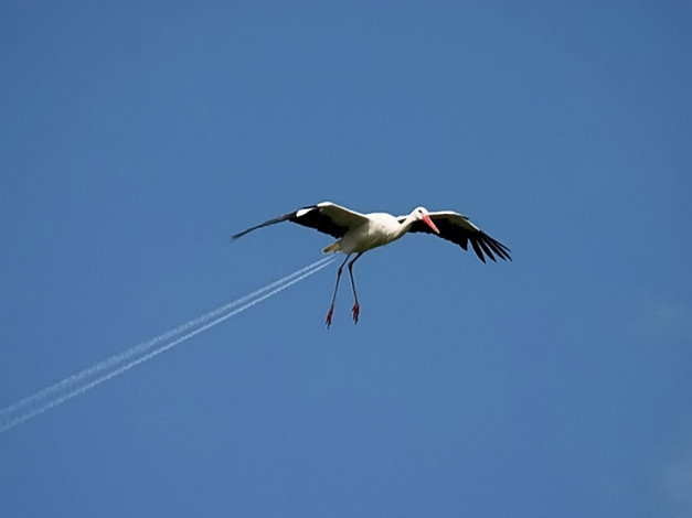 Обои картинки фото юмор, приколы