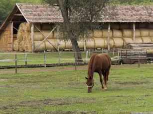 Картинка животные лошади