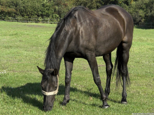 Картинка животные лошади