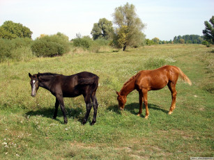 Картинка животные лошади