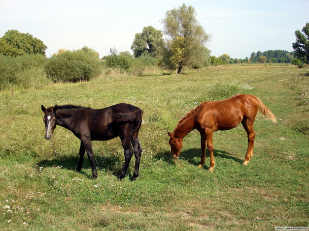 Обои картинки фото животные, лошади