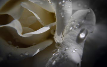 Картинка цветы розы