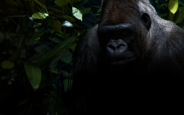 Картинка кино фильмы king kong