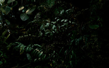 Картинка природа листья