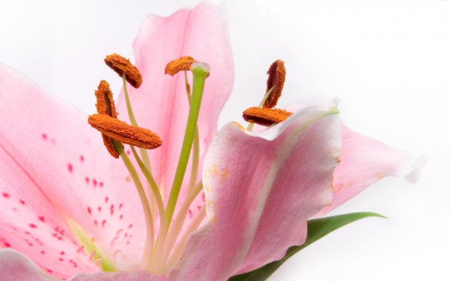 Обои картинки фото цветы, лилии, лилейники