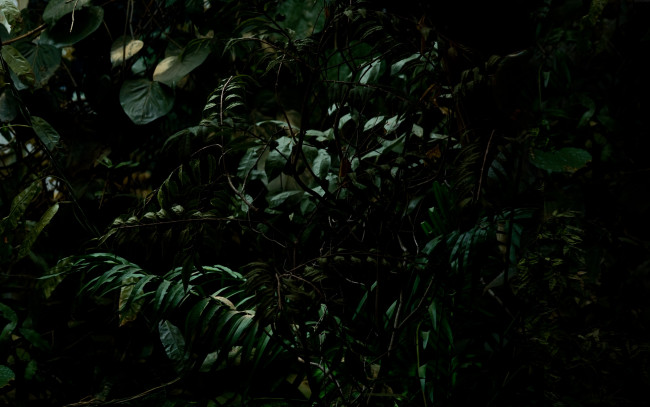 Обои картинки фото природа, листья