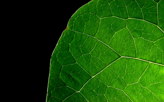 Обои картинки фото природа, листья