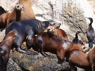 Картинка животные тюлени морские львы котики камни птицы скала