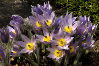 Картинка цветы анемоны адонисы прострел анемон сон-трава много