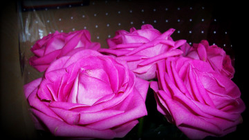 Картинка цветы розы бутоны