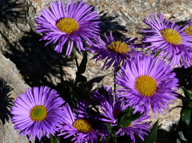 Обои картинки фото цветы, астры, сиреневый