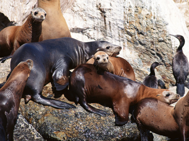 Обои картинки фото животные, тюлени, морские, львы, котики, камни, птицы, скала