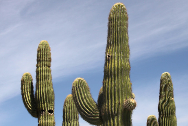 Обои картинки фото цветы, кактусы, небо, колючки