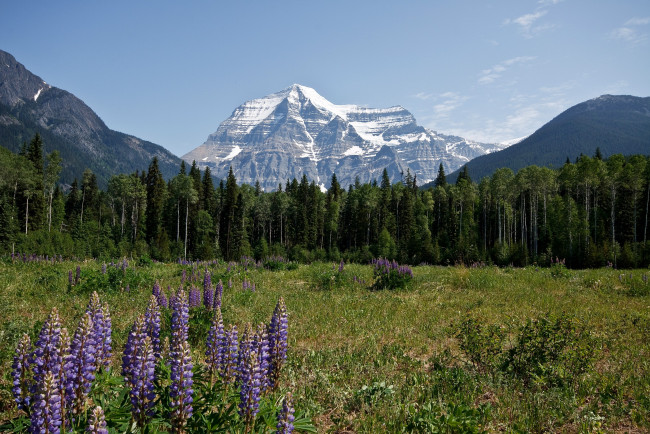 Обои картинки фото природа, горы, люпин, деревья, вершины