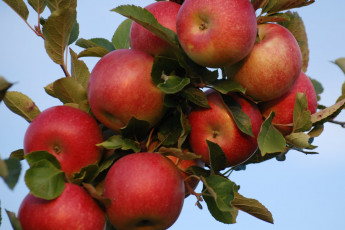 Картинка природа плоды яблоки ветка