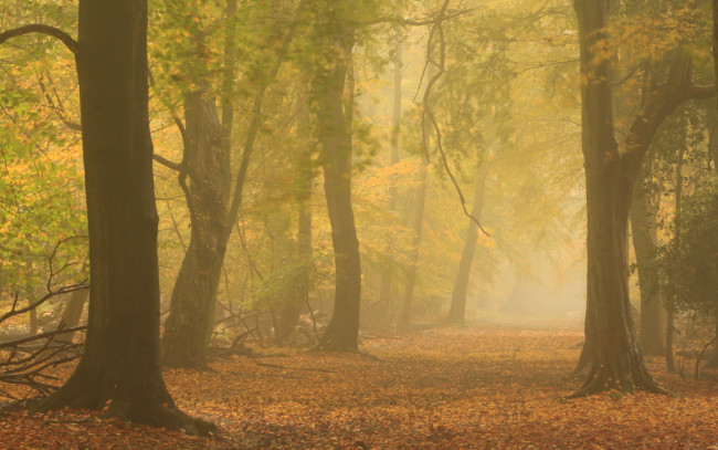 Обои картинки фото природа, лес, туман, осень