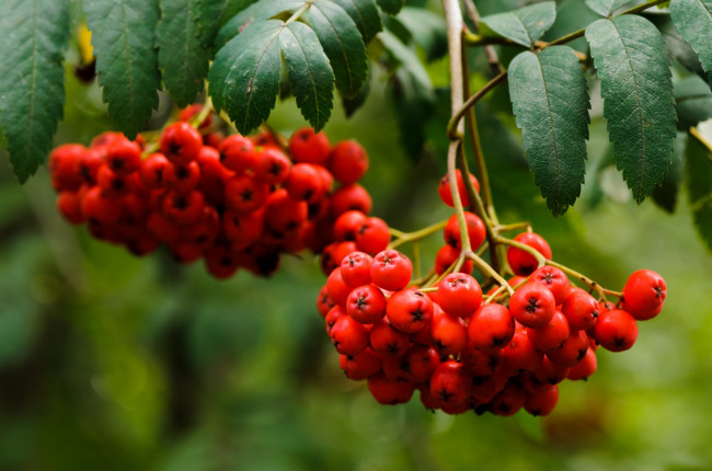 Обои картинки фото природа, Ягоды, рябина, гроздья