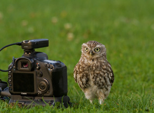 Картинка бренды canon сова кроличий сыч фотоаппарат