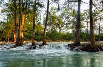 Картинка природа реки озера стволы корни разлив река весна лес