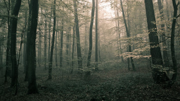 Картинка природа лес деревья