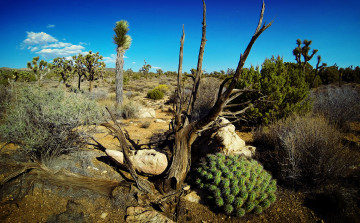 Картинка joshua tree national park природа пустыни пустыня деревья кактусы кусты трава
